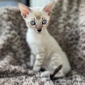 Tilly