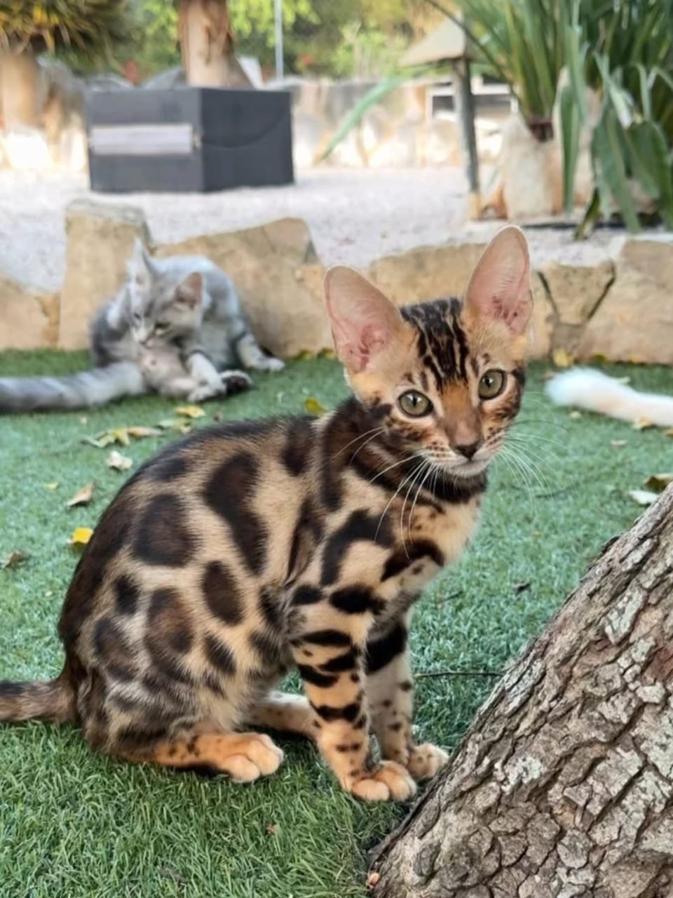 Max